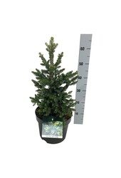 Sapin argenté Picea abies Wills Zwerg