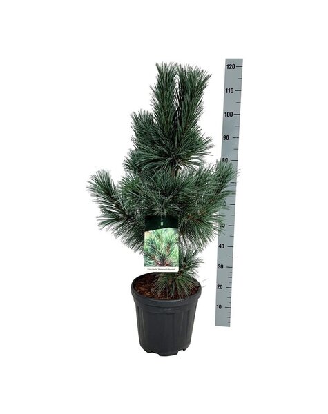 Pinus