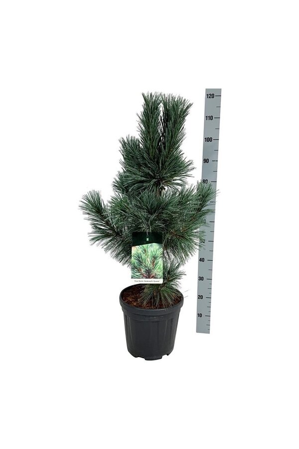 Denneboom Pinus Vanderwolfs Pyramid
