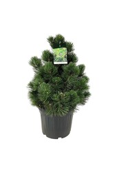 Denneboom Pinus Compact Gem