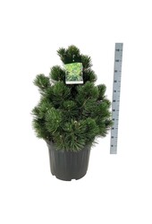 Pin Pinus Compact Gem