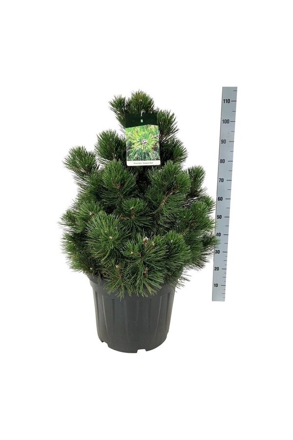 Pin Pinus Compact Gem