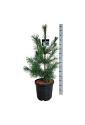 Denneboom Pinus Ammerland