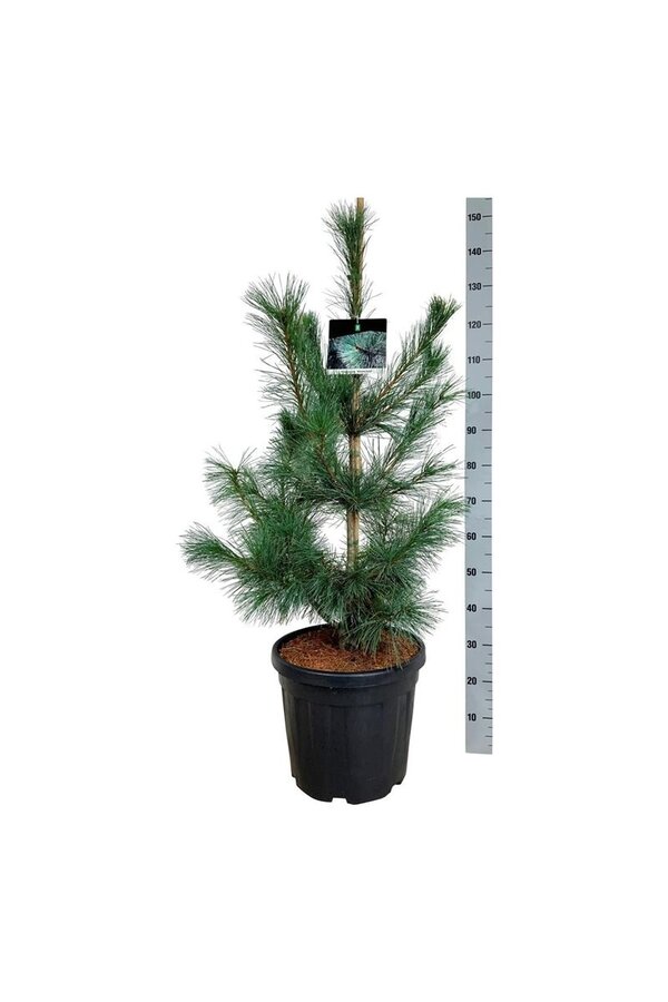 Denneboom Pinus Ammerland