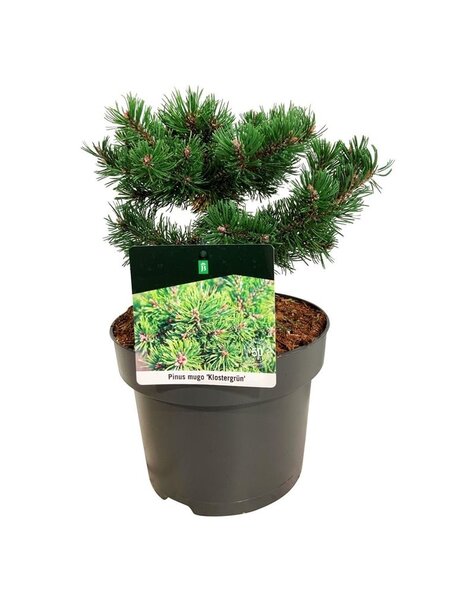 Pinus