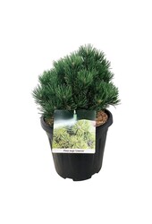 Denneboom Pinus mugo Limerick