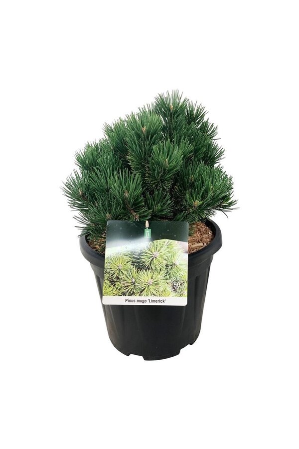Denneboom Pinus mugo Limerick