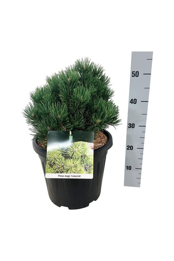 Denneboom Pinus mugo Limerick