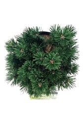 Pin Pinus mugo Limerick