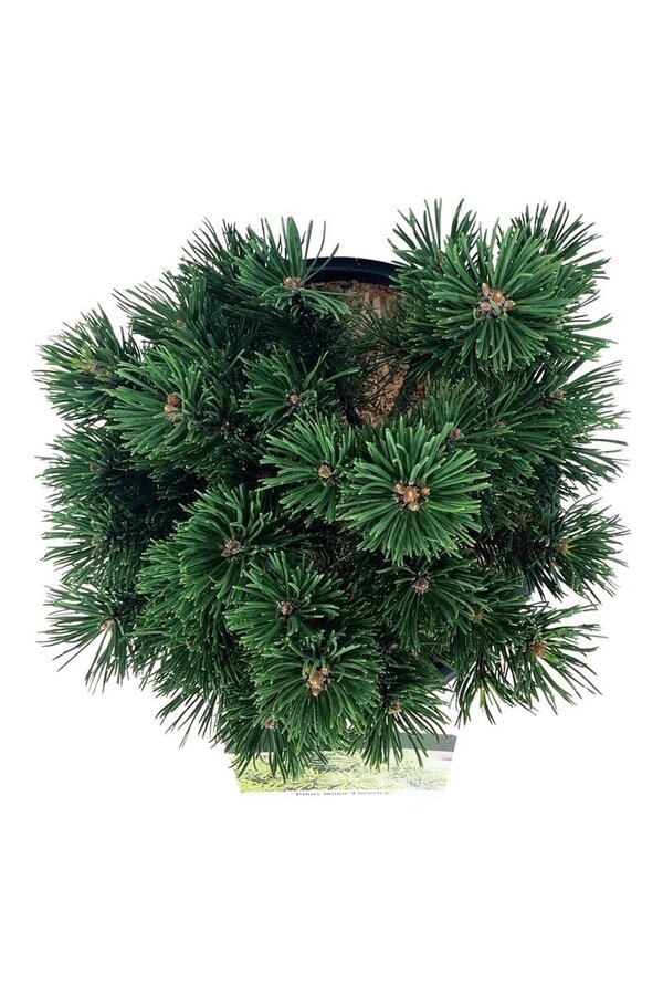Denneboom Pinus mugo Limerick