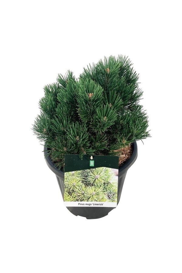 Denneboom Pinus mugo Limerick