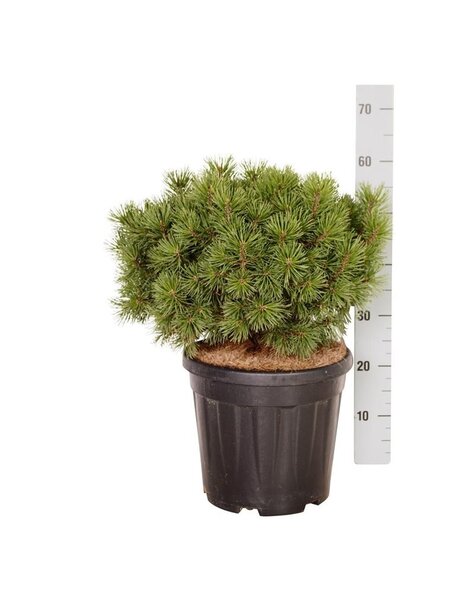 Pinus