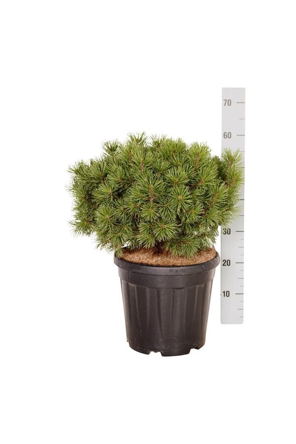 Denneboom Pinus mugo Mops