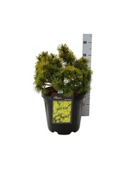 Pin Pinus mugo Mumpitz