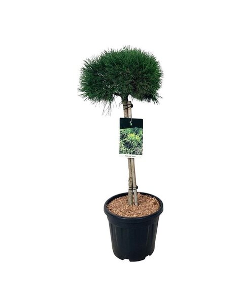 Pinus