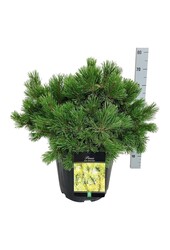 Denneboom Pinus mugo Winter Gold