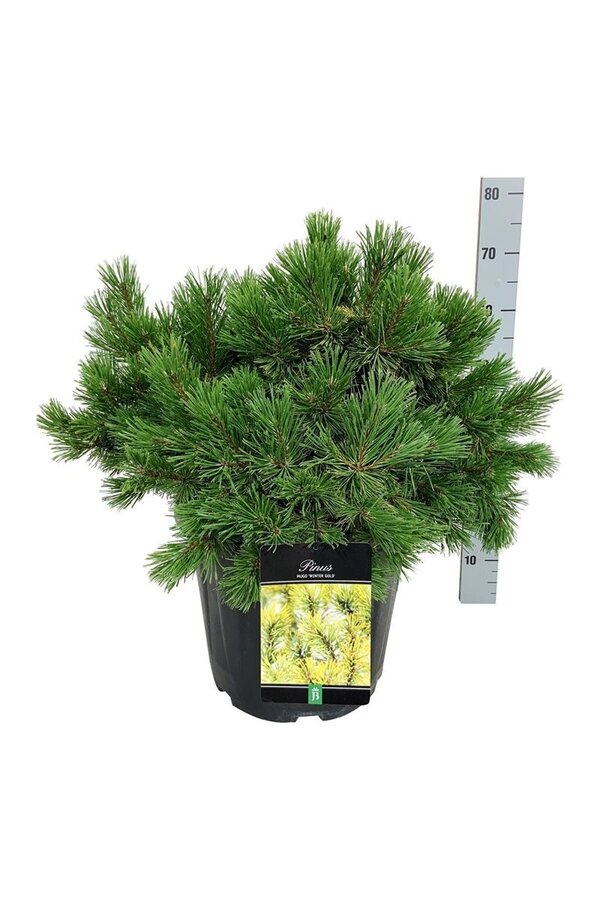 Denneboom Pinus mugo Winter Gold