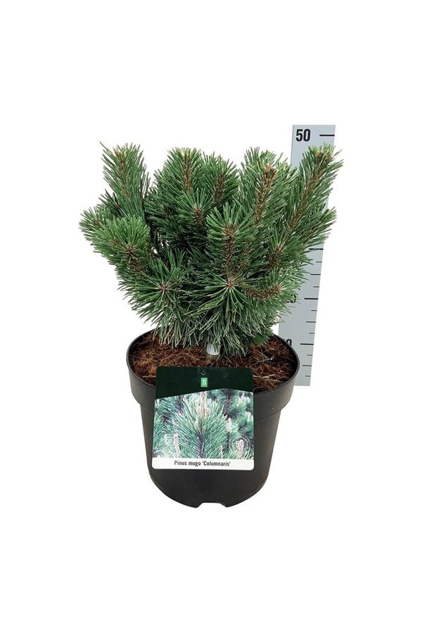 Denneboom Pinus mugo Columnaris