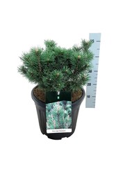 Denneboom Pinus mugo Columnaris