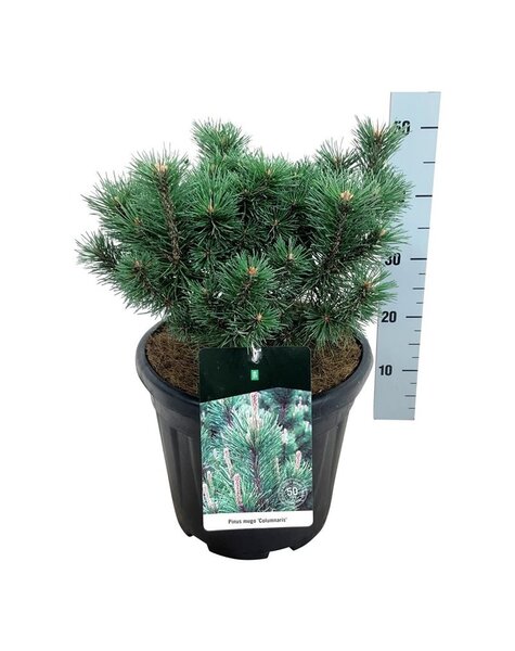 Pinus