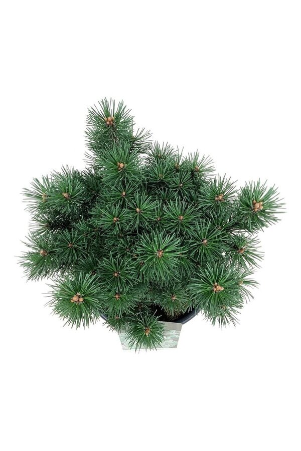 Denneboom Pinus mugo Columnaris