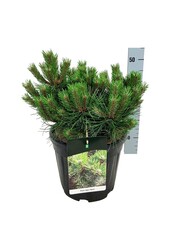 Denneboom Pinus nigra Nana