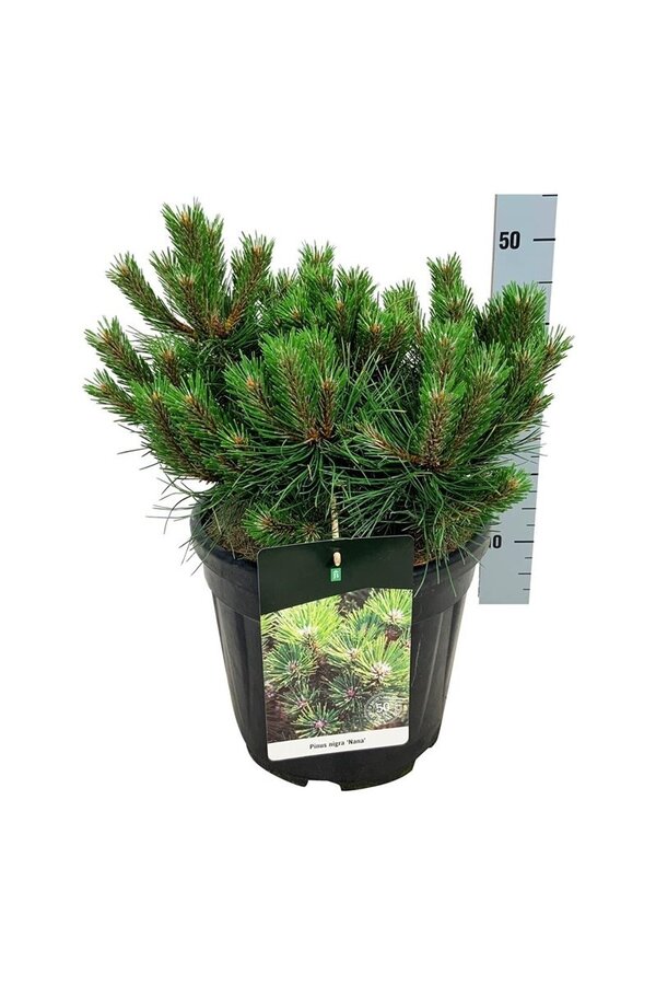 Denneboom Pinus nigra Nana