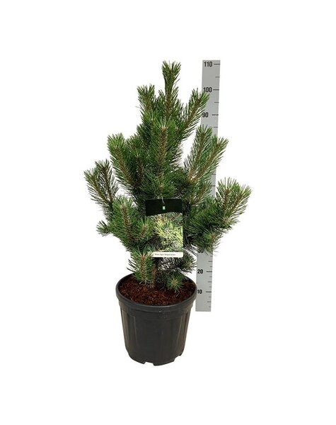 Pinus