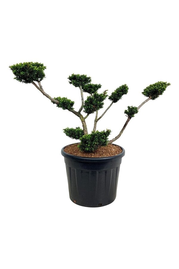 Venijnboom Taxus cuspidata nana