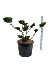 Venijnboom Taxus cuspidata nana