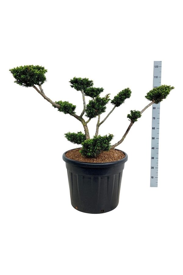 Venijnboom Taxus cuspidata nana
