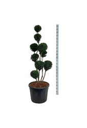 Venijnboom Taxus media Brownii