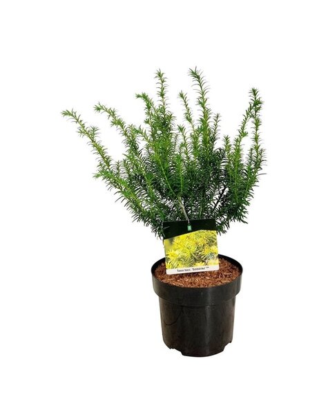 Taxus