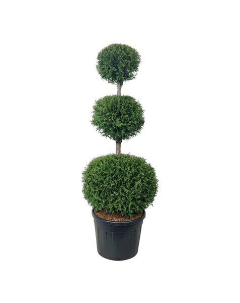 Thuja