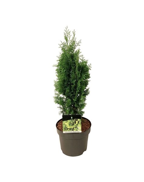 Thuja