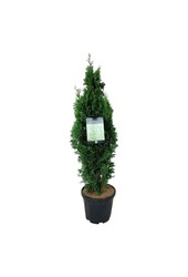Conifeer Thuja Degroots Spire