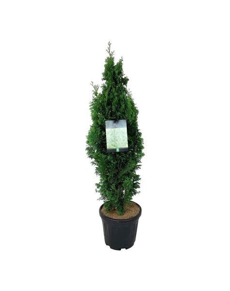 Thuja