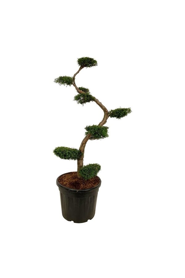 Conifeer Thuja Smaragd