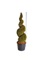 Conifère Thuja Smaragd