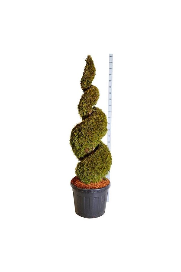 Conifère Thuja Smaragd
