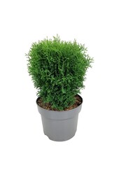 Conifeer Thuja Tiny Tim