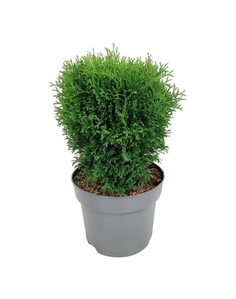 Thuja