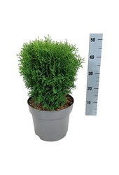 Conifeer Thuja Tiny Tim