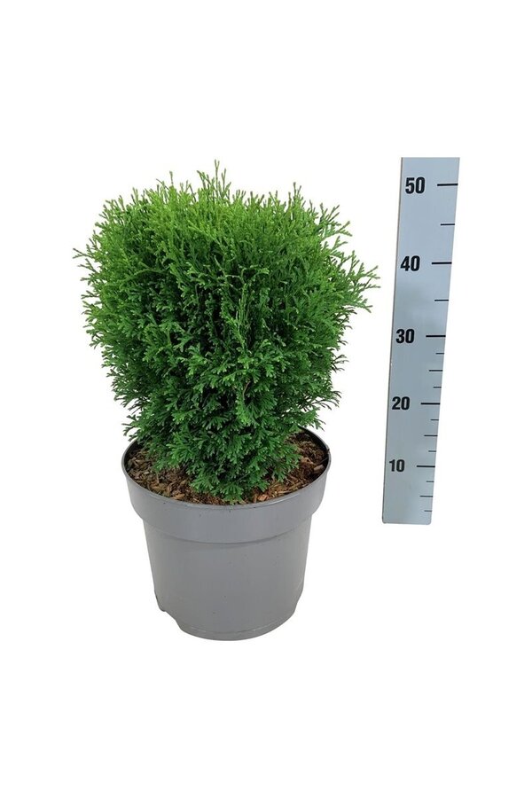 Conifeer Thuja Tiny Tim