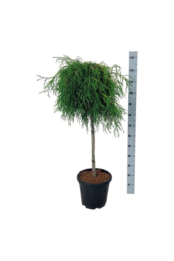 Conifeer Thuja Kagers Beauty