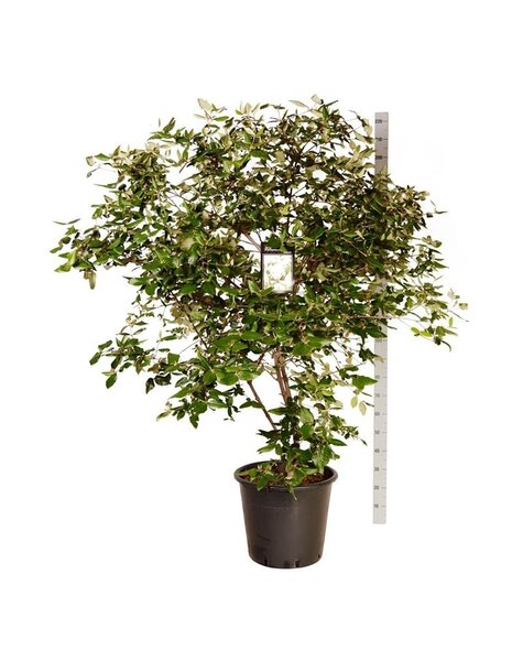Viburnum