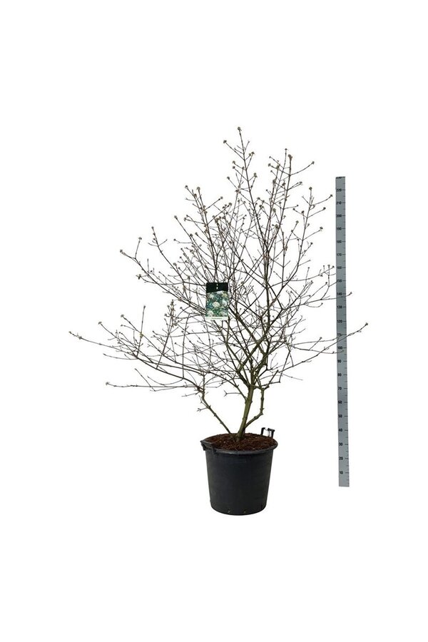Sneeuwbal Viburnum burkwoodii