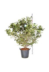 Sneeuwbal Viburnum carlcephalum