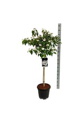 Sneeuwbal Viburnum Watanabe
