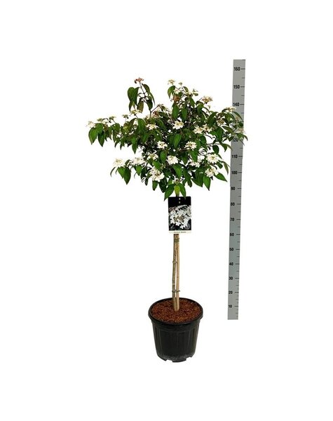 Viburnum